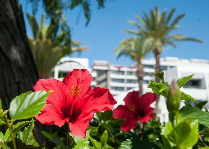 Optimist Americas Apartmán Playa de las Americas (Tenerife)